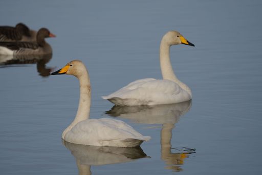 The two swans peacefully gliding across a body of water.