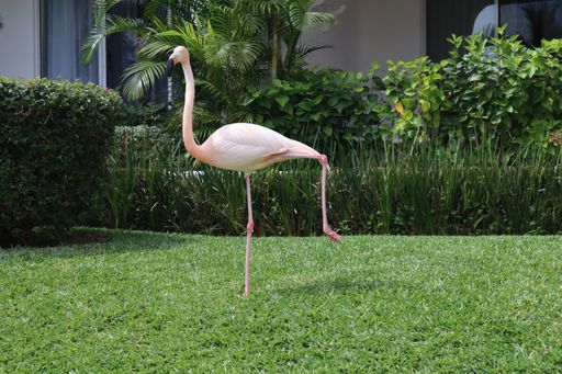 A garden with a Flamingo strolling in front of a large hedge at a luxury resort in Los Cabos, Mexico