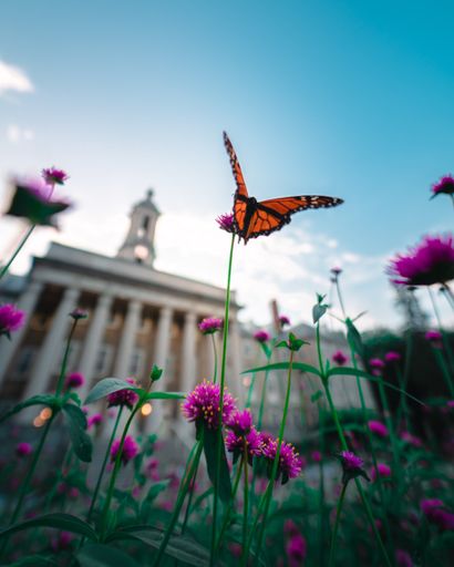 A selective focus shot of an adorable butterfly on a purple flower