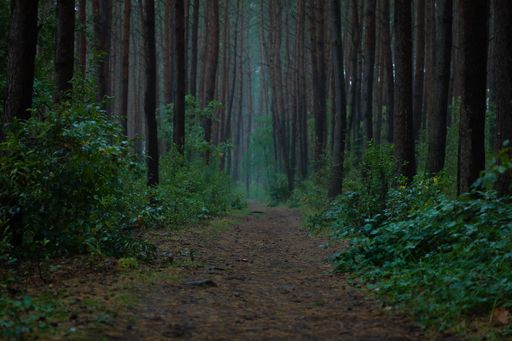 A scenic pathway leading through a lush, green forest
