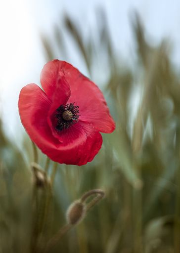 A vertical shot of a bright red poppy flower with green leaves in the background