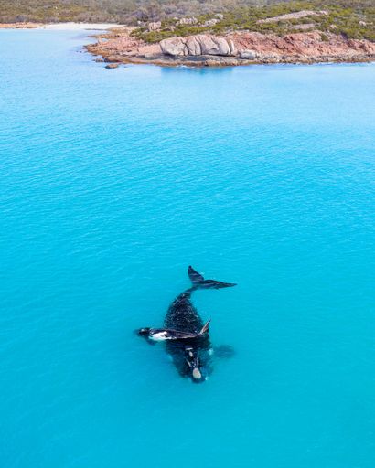 A majestic sea creature gliding through the tranquil ocean waters near jagged rocks