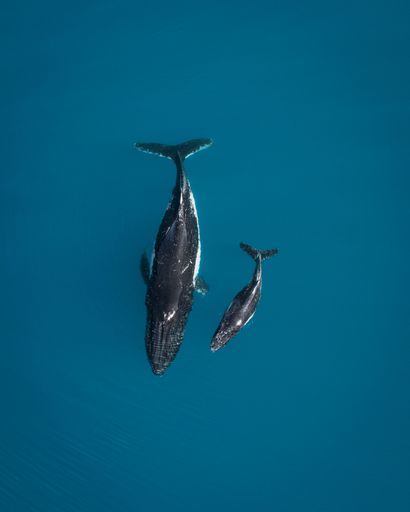 A mother whale and her calf glide through the crystal clear waters of the Arctic Ocean