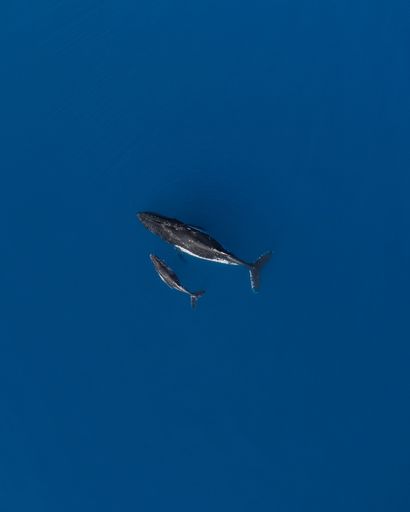 Three juvenile whales swimming in the crystal clear blue ocean, with the sun shining in the background