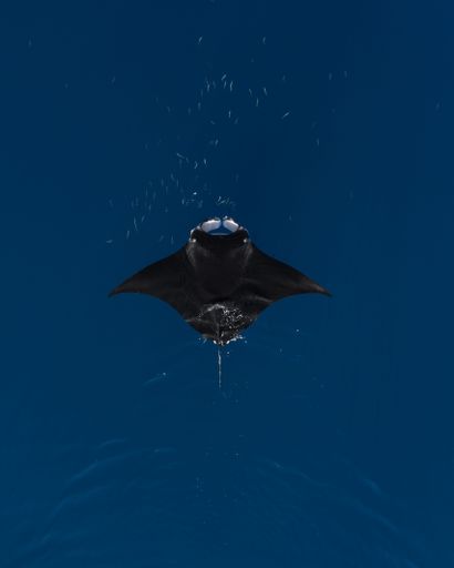 An image of a majestic manta ray swiming through an underwater environment, surrounded by bubbles created by its graceful movements