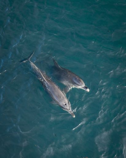 Two dolphins gracefully swimming in the crystal blue waters of the ocean, creating a beautiful and peaceful image