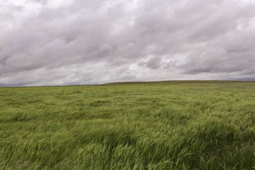 We can see a cereal field during a cloudy and windy day, green predominates on a gray sky with clouds that bring rain