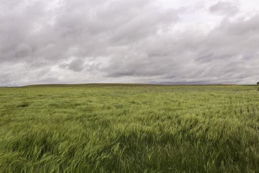 We can see a cereal field during a cloudy and windy day, green predominates on a gray sky with clouds that bring rain