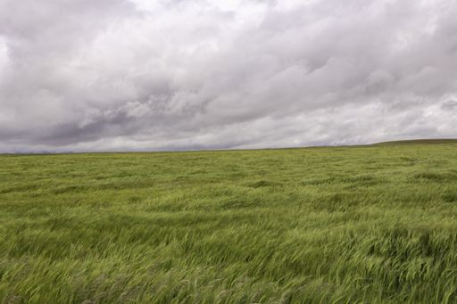 We can see a cereal field during a cloudy and windy day, green predominates on a gray sky with clouds that bring rain
