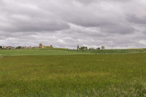 We can see a cereal field during a cloudy and windy day, green predominates on a gray sky with clouds that bring rain