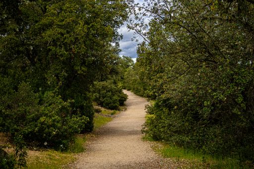A closeup shot of a path leads to the forest