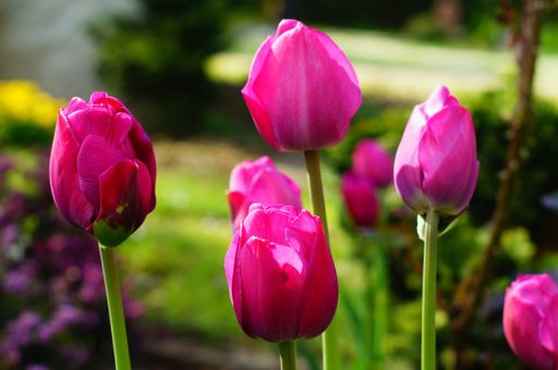 A group of pink flowering tulips.