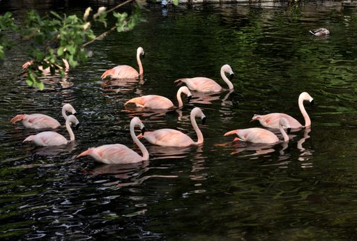 A flock of pink flamingos gracefully wading through a shallow lake