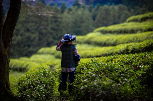 A close-up of a young adult wearing a insect hat while standing on a trail surrounded by lush green bushes in a tea plantation
