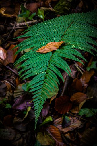 A lush green fern leaf in a forest