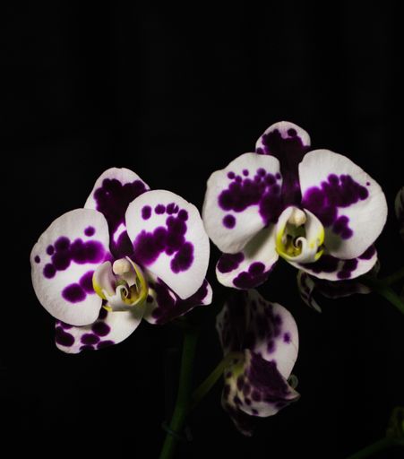 A closeup shot of purple spotted moth orchids on an isolated black background