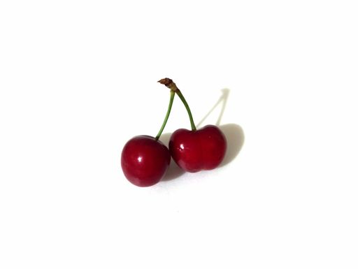 A closeup shot of two red ripe shiny fresh sweet cherries attached by their stem isolated on a white background. Copyspace