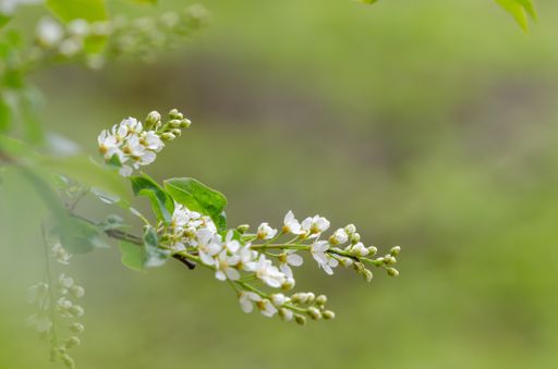 A selective focus shot of european bird cherry branch with white blossoms