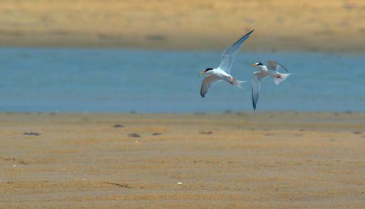 A closeup shot of seagulls in low flight over a sandy beach