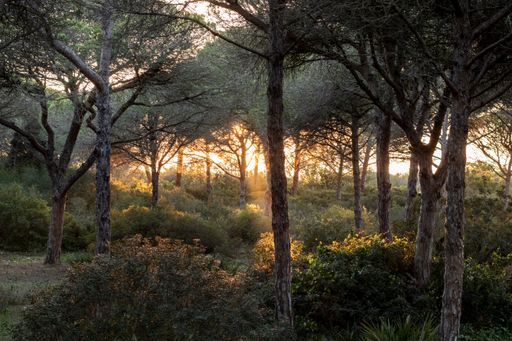 A scenic view of the woods with a soft sunlight shining through