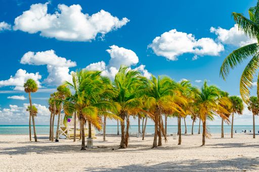An idyllic beach scene featuring a group of tall palm trees against a bright blue sky