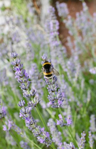 A closeup shot of a bee sitting on a purple flower