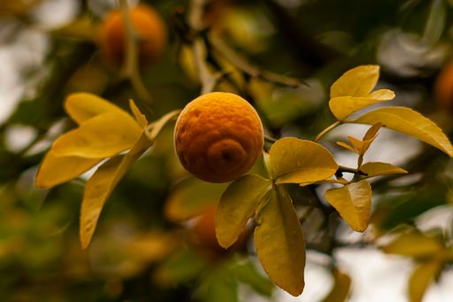 A ripe orange fruit hangs from a leafy branch of a tree, partially covered by green foliage