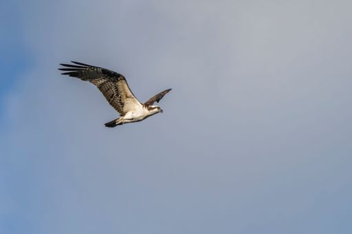 An osprey (Pandion haliaetus) gliding gracefully through a blue sky, its wings spread wide