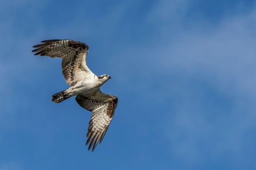 An osprey (Pandion haliaetus) gliding gracefully through a blue sky, its wings spread wide