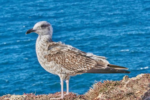 A closeup shot of an adorable seagull standing on the rock near the blue water in Portugal