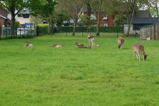 A group of cute fallow deers resting and eating in a green grassy land in summer
