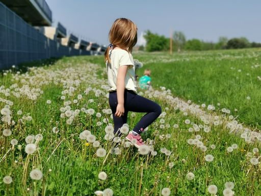 A little girl with golden hair walking in the field full of dandelions