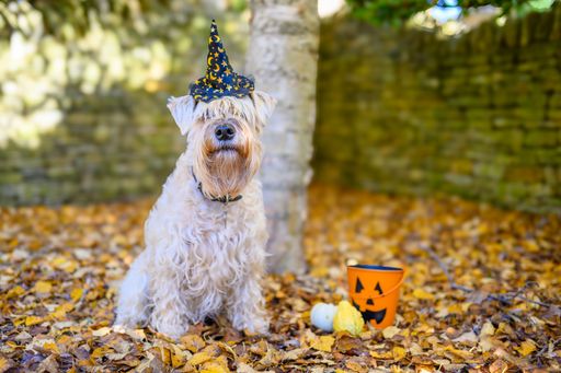 A white dog with a witch hat sitting on autumn leaves