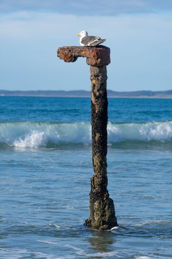 A seagul perched atop a wooden post in a tranquil body of water.