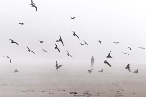 A silhouette of birds and a girl on a foggy beach.