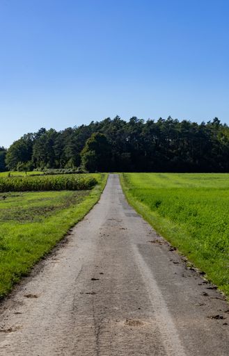 A winding dirt road leading through a rolling grassy field to the edge of a forest