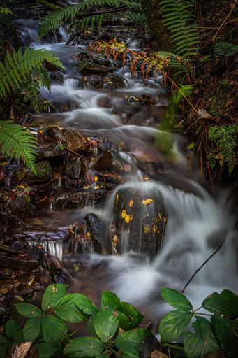 A tranquil stream meanders through a lush, green jungle, with a large rock formation in the background