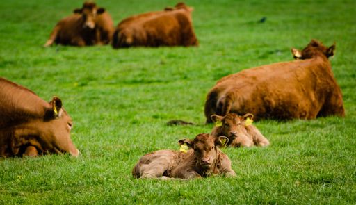 A scenic view of highland cattle resting on the greenfield in the countryside