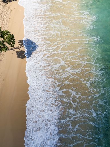 A lush green tree stands proudly near the golden shore of a tranquil beach
