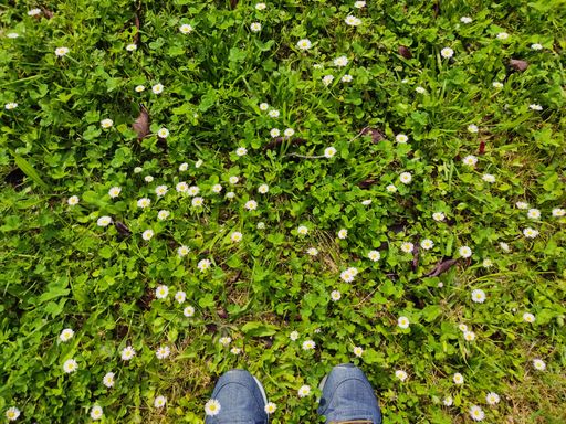 A top view of small flowers