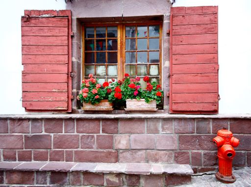 A closeup shot of beautiful flowering plants in pots placed on the window