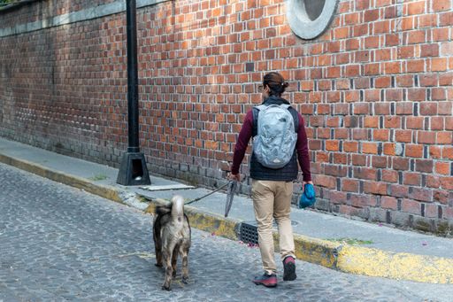 A young man with a backpack walking a dog
