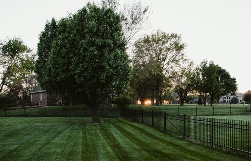 A closeup shot of sun rays beam through trees in a residential area