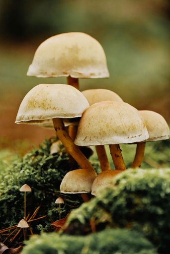 A cluster of mushrooms growing in a lush mossy forest floor.