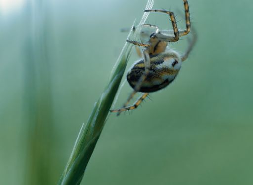 A macro shot of a spider on the grass on blurred background