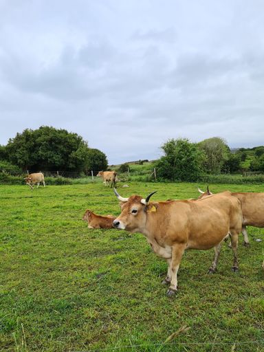 A closeup shot of cows grazing grass in a field in Asturias, Spain