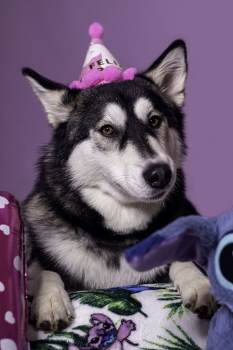 A vertical shot of a cute Siberian husky wearing a funny party hat while celebrating a birthday