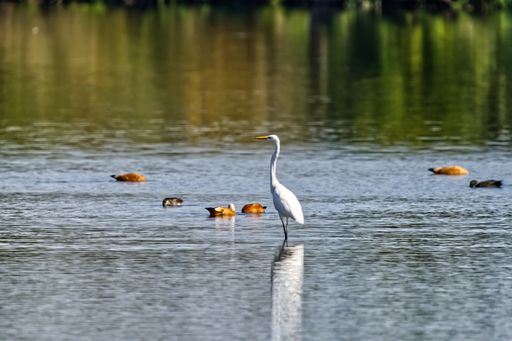 A white and grey heron is perched on the edge of a tranquil lake, its slender neck gracefully curved