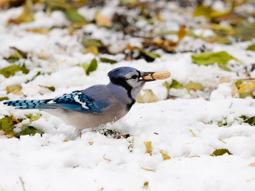 A small, blue-feathered jay stands in the snow, delicately nibbling on a piece of crusty bread