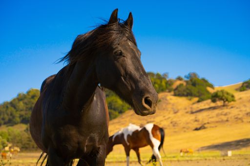 A gorgeous black horse looking aside proudly on a farm with hills and other horses in the background
